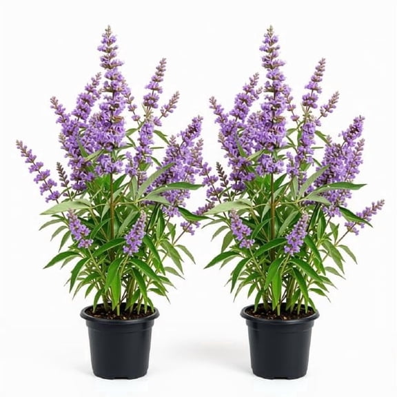 Vitex Shoal Creek Starter Plants - Set of 2, Full Sun, USDA Zones 6-9, Ships Bare Root, No Pot