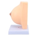 thumbnail image 1 of Modelo De Anatomía Del Tórax Femenino, Estructura Transversal De Alta Simulación, Modelo De Exhibición Del Tórax Del Período De Reposo Vívido, Mitad Para La Enseñanza, 1 of 7