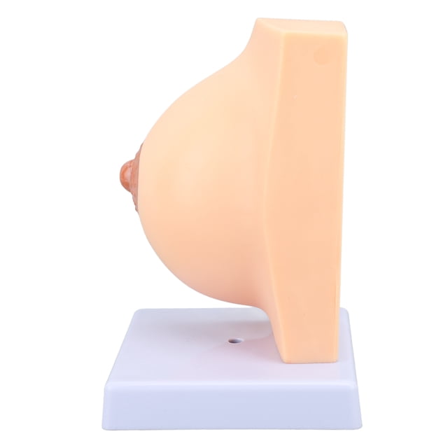 Modelo De Anatomía Del Tórax Femenino, Estructura Transversal De Alta Simulación, Modelo De Exhibición Del Tórax Del Período De Reposo Vívido, Mitad Para La Enseñanza