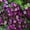 Deep Purple, variant on Alyssum Wonderland Series Flower Garden Seeds: Deep Purple - Approx 5000 Seeds - Annual - Lobularia maritima