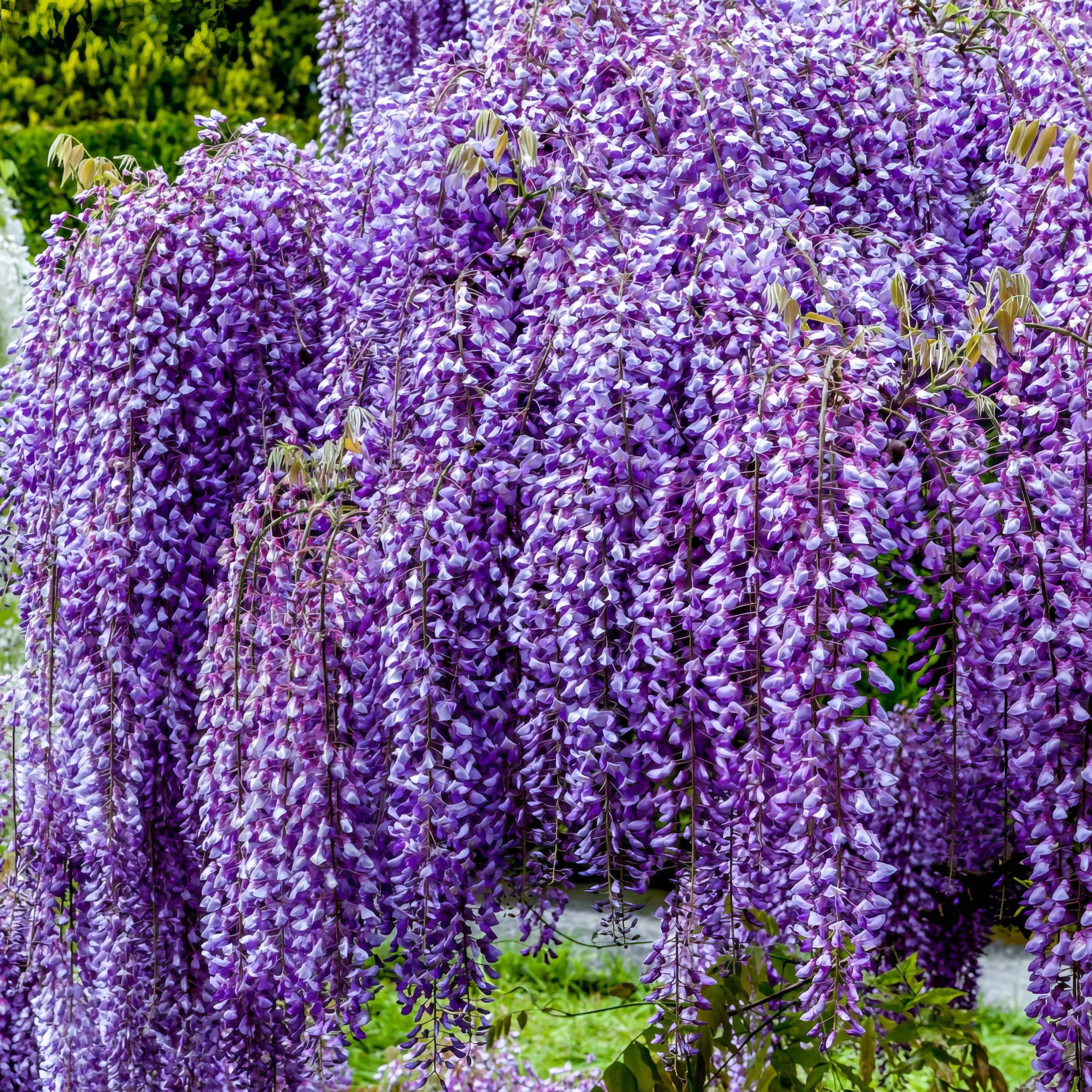 National Plant Network Live Perennial 1 gal Wisteria 'Amethyst Falls' with Full Sunlight