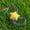 Yellow, variant on EDHITNR Star Shaped Throwing Game Props Soft Filled Canvas Cloth Strips With Ropes, Portable Star Bean Bags for Outdoor Games Parent Child Interactive Party