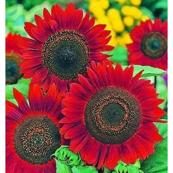 Red Sun Sunflower 20 Seeds - Helianthus Annuus Flowers to Plant, Eye Catching Non GMO Open Pollinated Decorative Plant, Red Sunflower Seeds for Planting