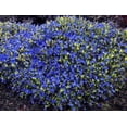 thumbnail image 2 of Gold 'N Sapphires Lithodora diffusa - Hardy Perennial - 4" Pot, 2 of 3