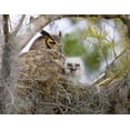 thumbnail image 2 of Williams, Joanne 32x26 Black Ornate Wood Framed with Double Matting Museum Art Print Titled - FL, Boynton Beach Great horned owl and chick, 2 of 4