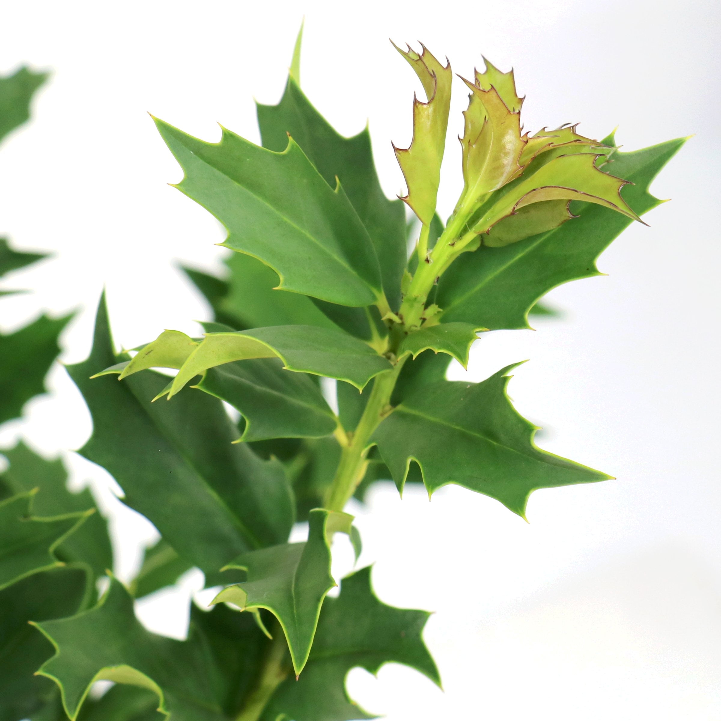 National Plant Network 3 gal. Ilex Green Flame Shrub