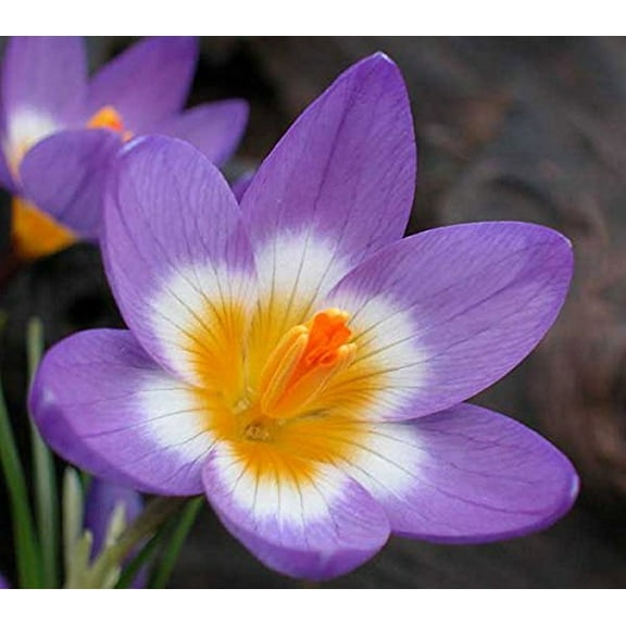50 CROCUS BULBS - TRICOLOR - ORDER for FALL PLANTING
