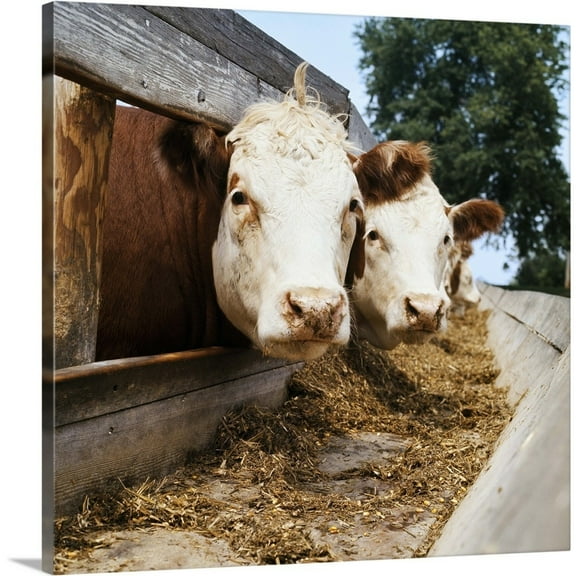Great Big Canvas "Livestock, Whiteface Hereford beef cattle at feedbunk, Nebraska"  Dark Forest Green Light Gray   Wrapped Canvas Print Wall Artwork
