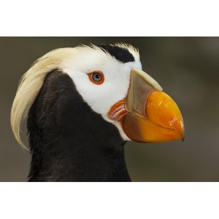 Tufted Puffin Bird, Oregon Coast Aquarium, Newport, Oregon, USA Print Wall Art By Rick A.