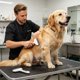thumbnail image 4 of Peine Desenredante para Perros y Gatos: Cepillo para Eliminar El Pelo Muerto y Nudos Sueltos, Así Como El Pelaje de Razas de Pelo Largo o Corto. Rastrillo Ergonómico para El Aseo., 4 of 6
