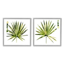 Jennifer Paxton Parker Spiky Aloe Palm Plant Paint Hue Guide 12" x 12" Framed Painting Art Prints, by Stupell Home Décor Set of 2