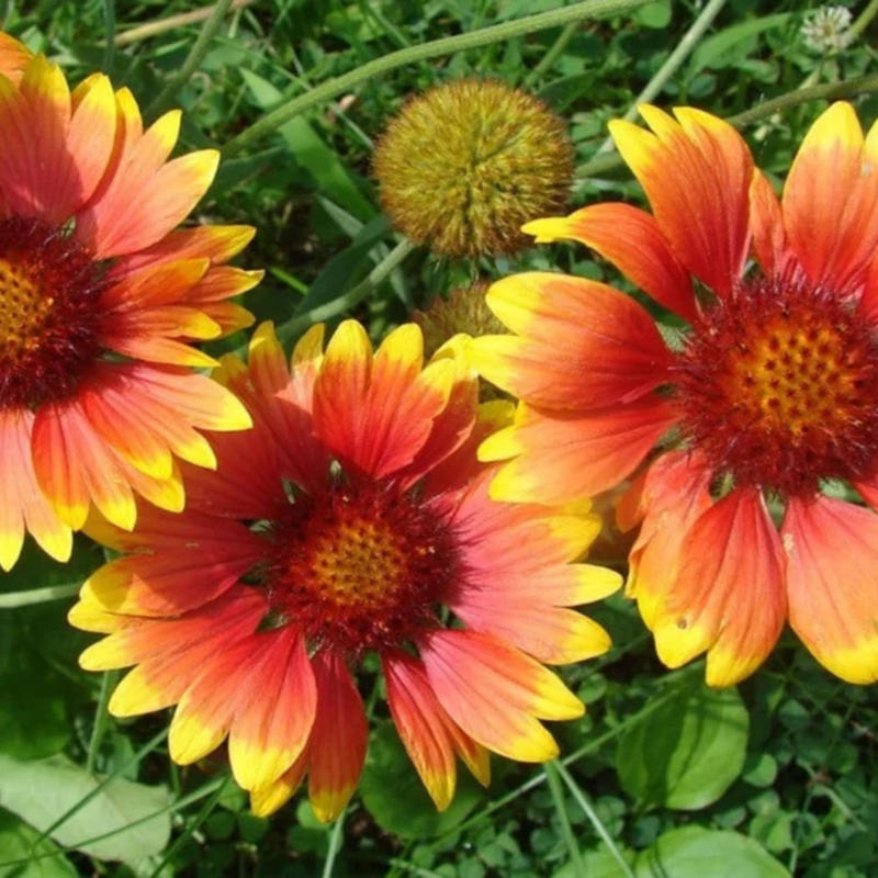 20 Gaillardia Seeds, Blanket Flower, Indian Blanket