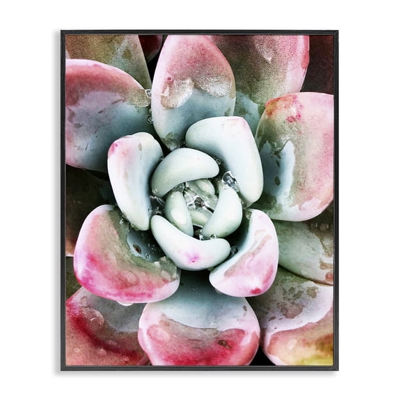 Stupell Industries Southwestern Succulent Plant Rain Droplet Black Framed Giclee Art, 11 x 14, by Irena Orlov
