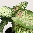 thumbnail image 3 of Chinese Evergreen 'Wishes', 4" Pot, Indoor Houseplant, Easy Care, Live Plant for Indoor & Outdoor, 3 of 6
