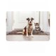thumbnail image 3 of Las almohadillas se pueden lavar y reutilizar para adiestrar perros Las almohadillas absorbentes tienen cuatro capas para gatos, 3 of 5