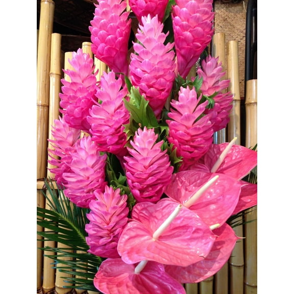 Pink Ginger Alpinia Purpurata Plant Bulbs 4 Pks (2 per Pack) Shade
