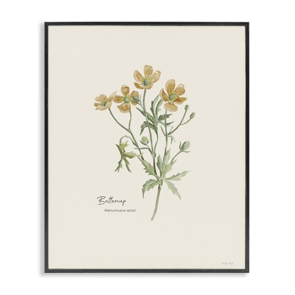 Stupell Industries Traditional Simple Buttercup Flowers Black Framed Giclee Art, 11 x 14, by Cindy Jacobs