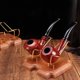 thumbnail image 1 of Soporte para pipa perfke estante, 1 of 5