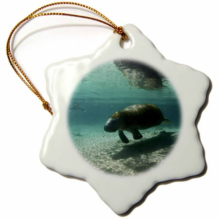 Manatee Ornament 3dRose Florida, Crystal River. Florida Manatees - US10 RJA0014 - Rebecca Jackrel - Snowflake Ornament, 3-inch ()