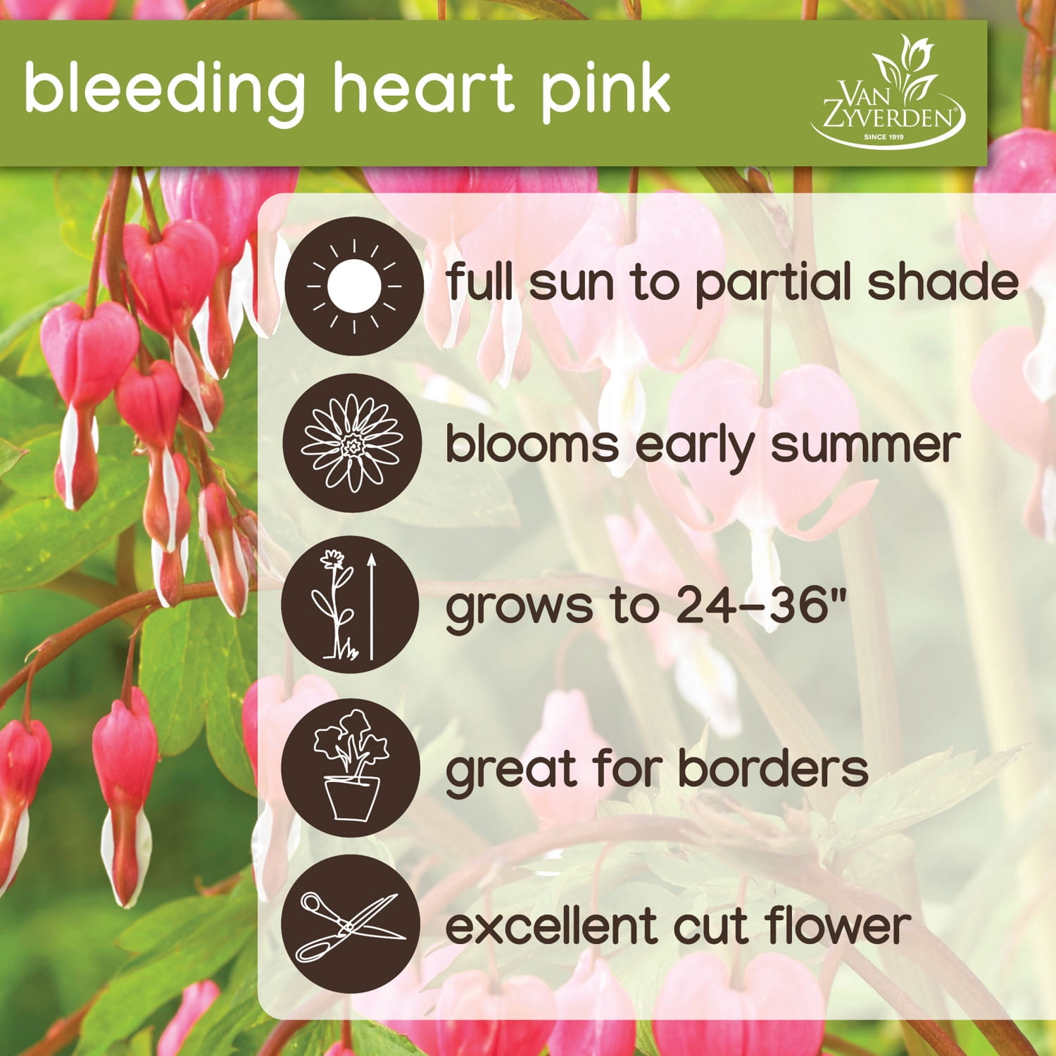 Expert Gardener Bleeding Heart Pink Dormant Bare Roots, Set of 2, Partial Sun, Perennial
