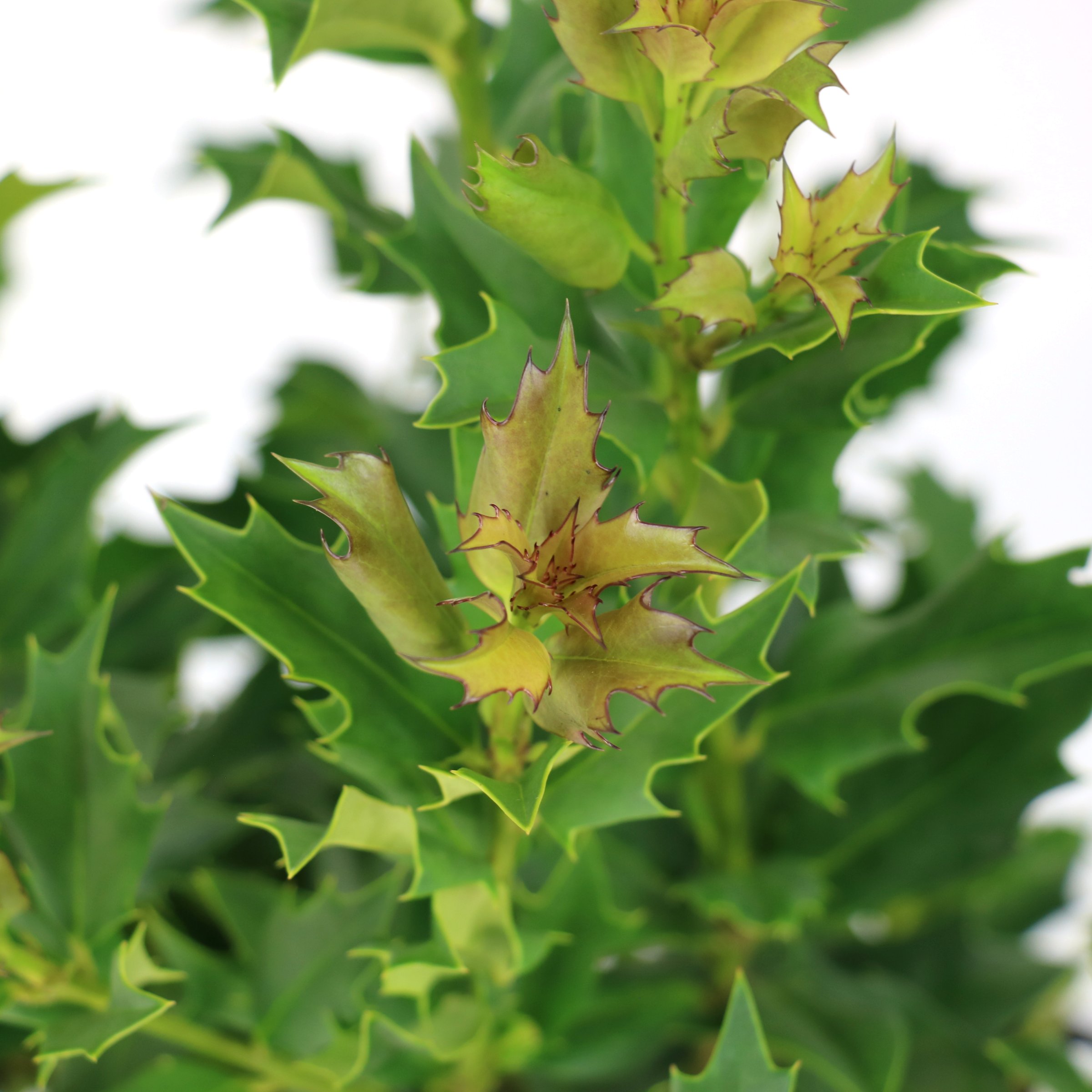 National Plant Network 3 gal. Ilex Green Flame Shrub