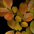 thumbnail image 2 of Vision Studio 12x12 White Modern Wood Framed Museum Art Print Titled - Vivid Leaves I, 2 of 4