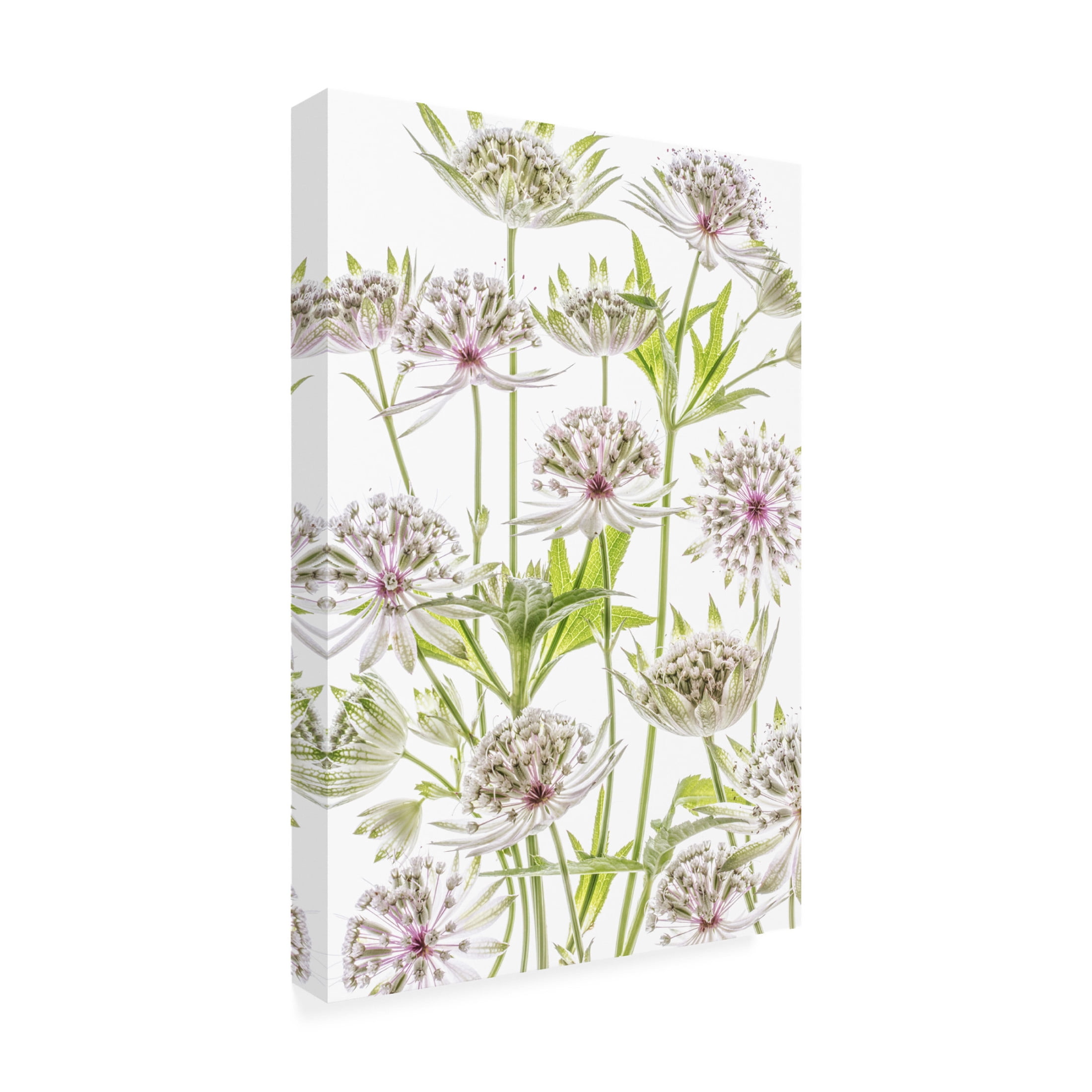 Canvas Wall Art - Mandy Disher ' Astrantia ' Wall Art for Living Room, Bedroom, or Office Décor by Trademark Fine Art - 16 x 24 Inches