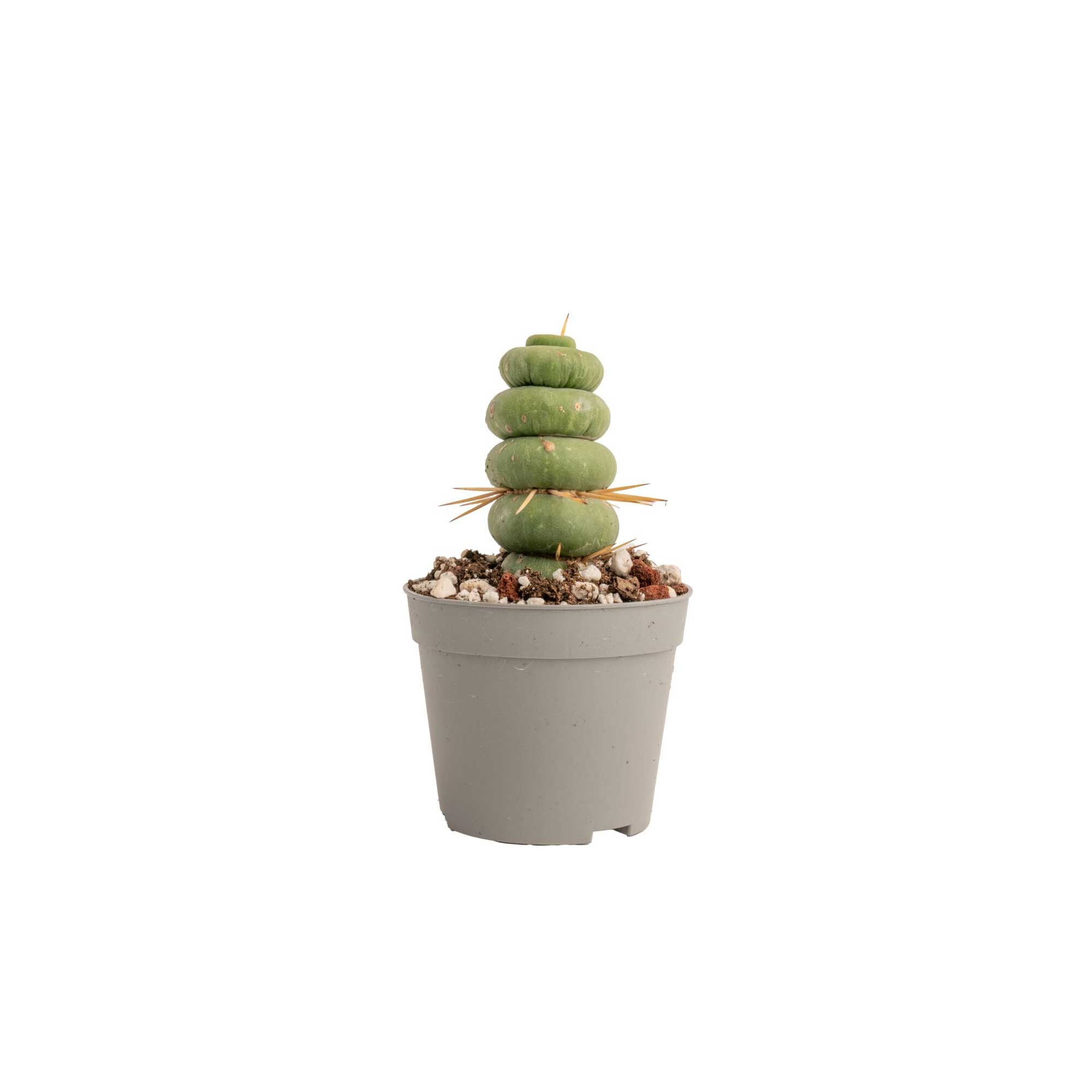 Costa Farms 5" Spiral Unicorn Cactus Live House Plants in 2" Grower Pot