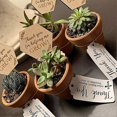 thumbnail image 3 of 40pcs Horticultural Tags Wood Plant Tags Landscape Signs Garden Potted Plant Tags, 3 of 3