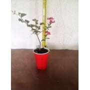 2 Crape Myrtle Tonto - live starter plants less than 12 inches tall