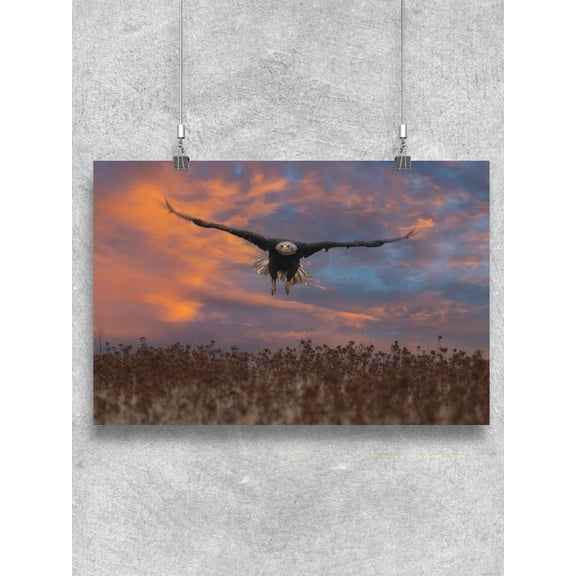 Bald Eagle Flying At Sunset Poster -Image by Shutterstock