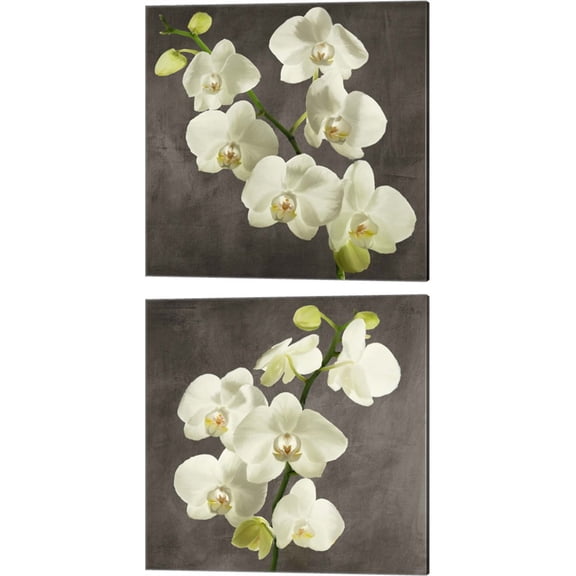 Great Art Now Orchids on Grey Background by Andrea Antinori 2 Piece Canvas Art Set Each 14"W x 14"H