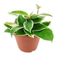 thumbnail image 4 of Variegated Hoya Carnosa (6"+ Grower Pot) - The Best Houseplants for Hanging Baskets, 4 of 4