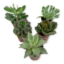 Succulent Variety Pack - 5 Live Starter Plants in 2 Inch Pots - Grower's Choice - Easy Care Drought Tolerant Houseplants