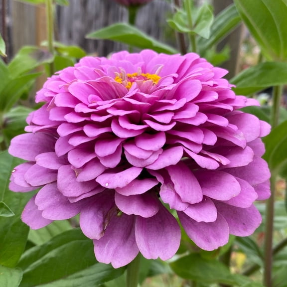 TomorrowSeeds - Lavender Zinnia Seeds - 1000  Count - For 2026 Planting Heat-Tolerant Long-Lasting