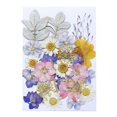 thumbnail image 1 of 1 bolsa de cas prensadas múltiples, pntas secas reales para decoración de marcos de álbumes, fabricación de papel de arte, manualidades de 29 piezas de cas Soledad Flores secas prensadas, 1 of 6