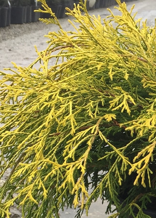 Gold Mop Threadleaf False Cypress - Bright Yellow Evergreen Shrub - 2.5 ... Gold Mop Cypress