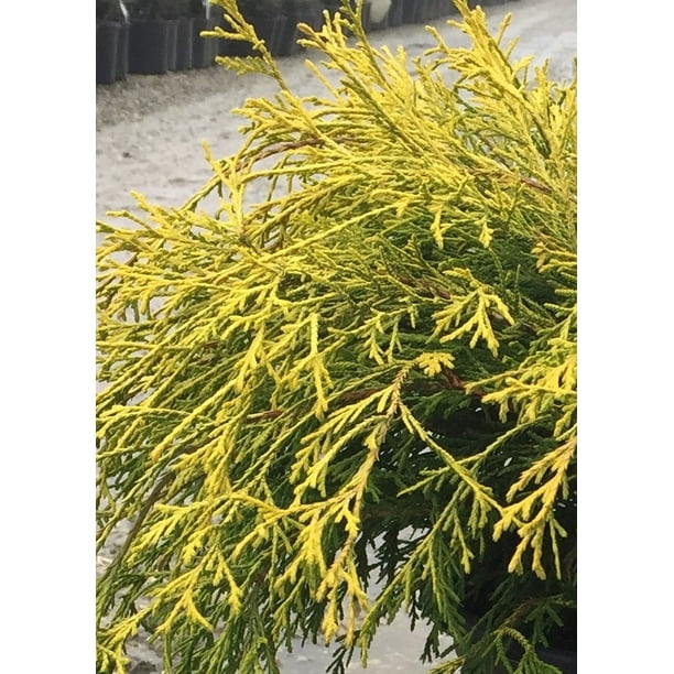 Flowerwood Gold Mop Threadleaf False Cypress Evergreen Shrub 2.5 Qt