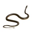 thumbnail image 3 of Juguete de serpiente falsa, recuerdo de fiesta, juguete de broma, accesorio de broma, figura de serpiente para Halloween Gris, 3 of 9