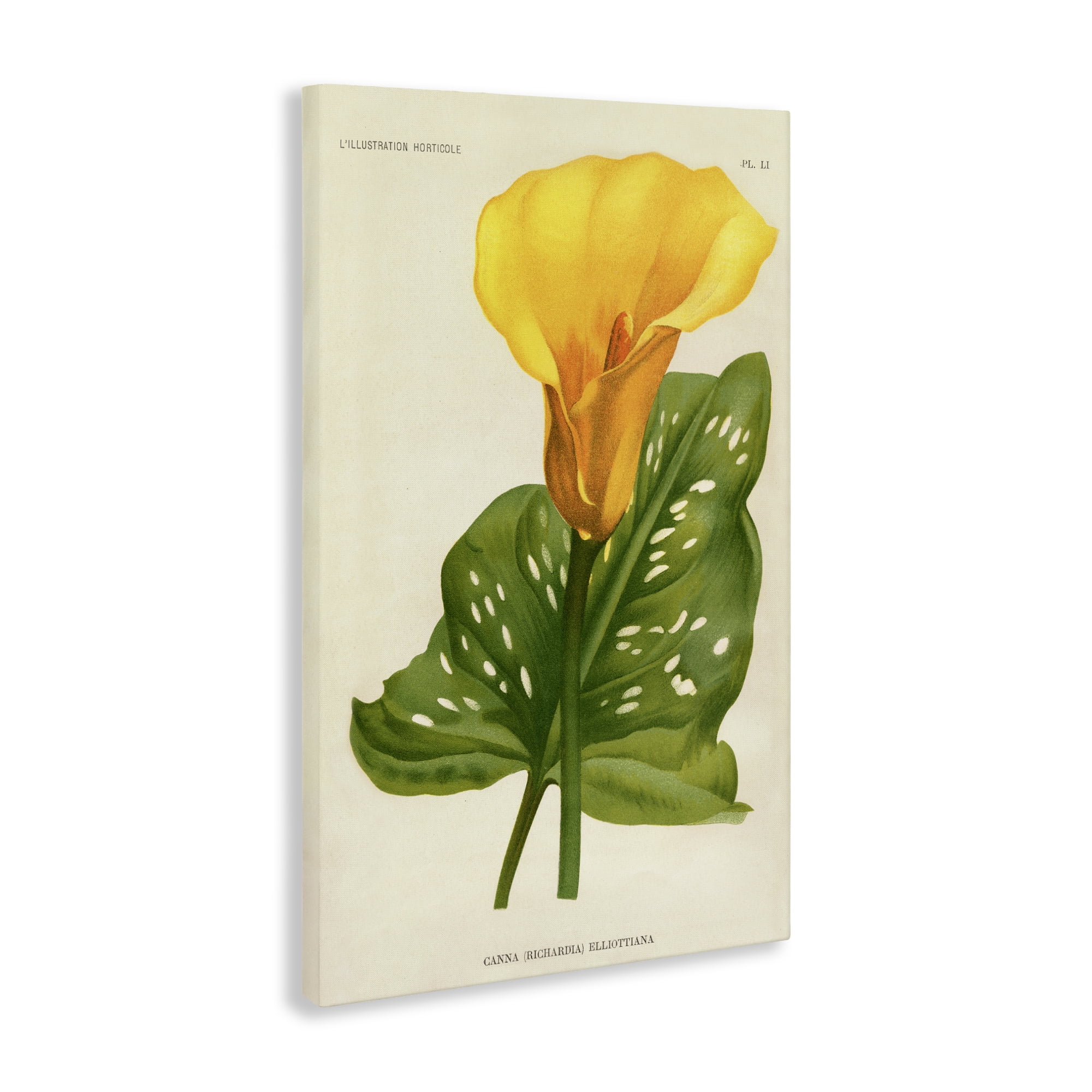 Stupell Industries Yellow Canna Lily Canvas Wall Art, design by Print Collection