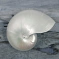 thumbnail image 2 of Delimont, Danita 12x12 White Modern Wood Framed Museum Art Print Titled - Driftwood Shell I, 2 of 4