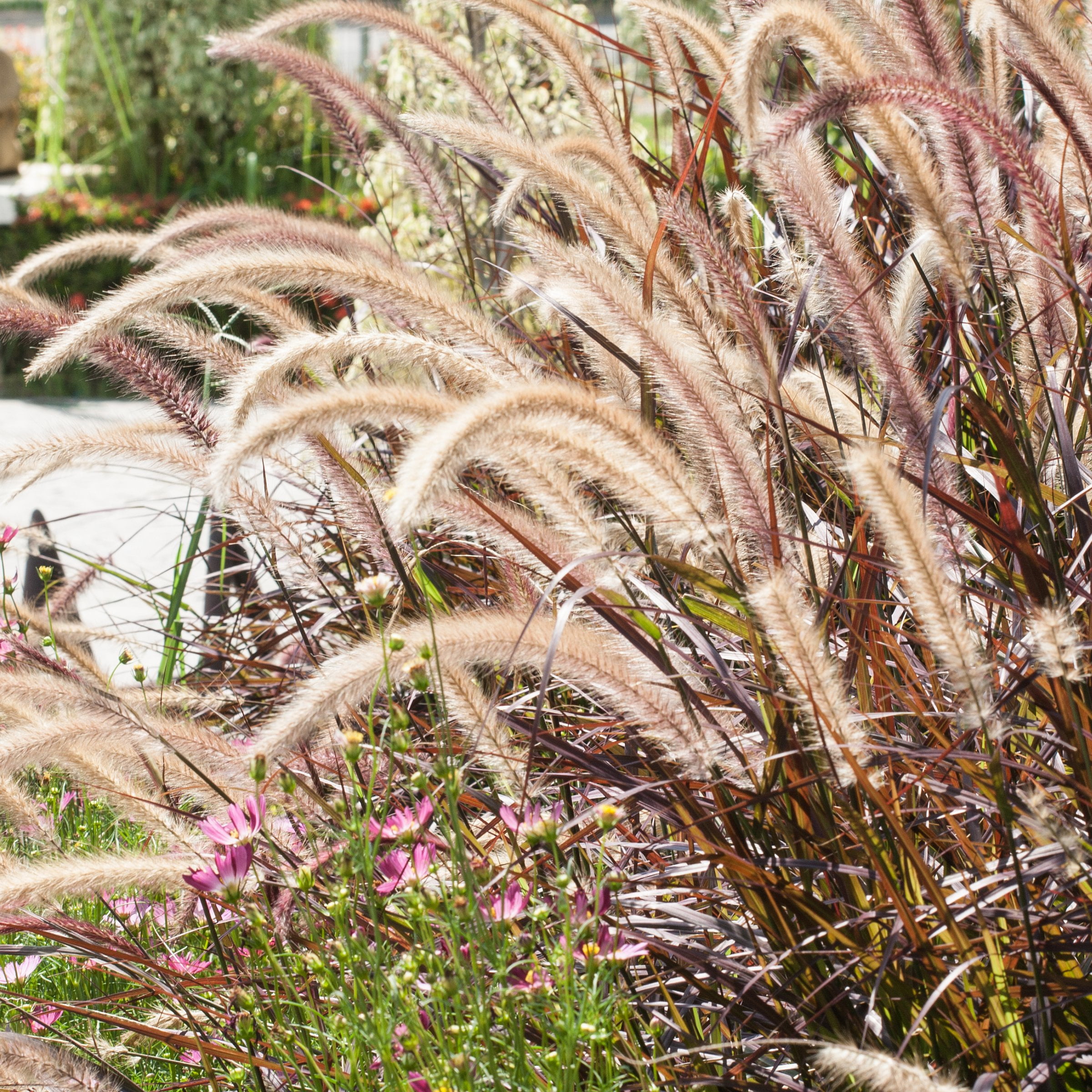 National Plant Network 4 in. Purple Fountain Live Ornamental Grass (3-Pack)