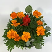 Expert Gardener, Outdoor, Live Plants, Multicolor, Combination, 1.25G, Each