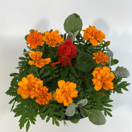Expert Gardener, Outdoor, Live Plants, Multicolor, Combination, 1.25G, Each