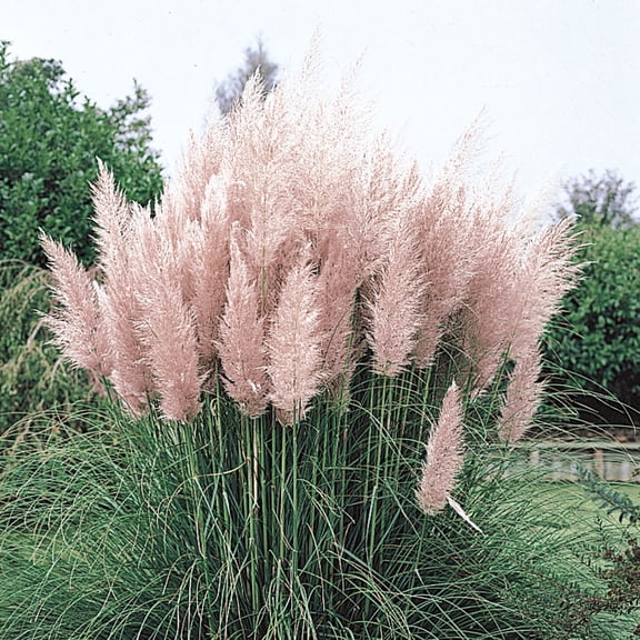 Direct Gardening Pink Feather Pampas Ornamental Grass Dormant Bare Root Perennial Starter Plant