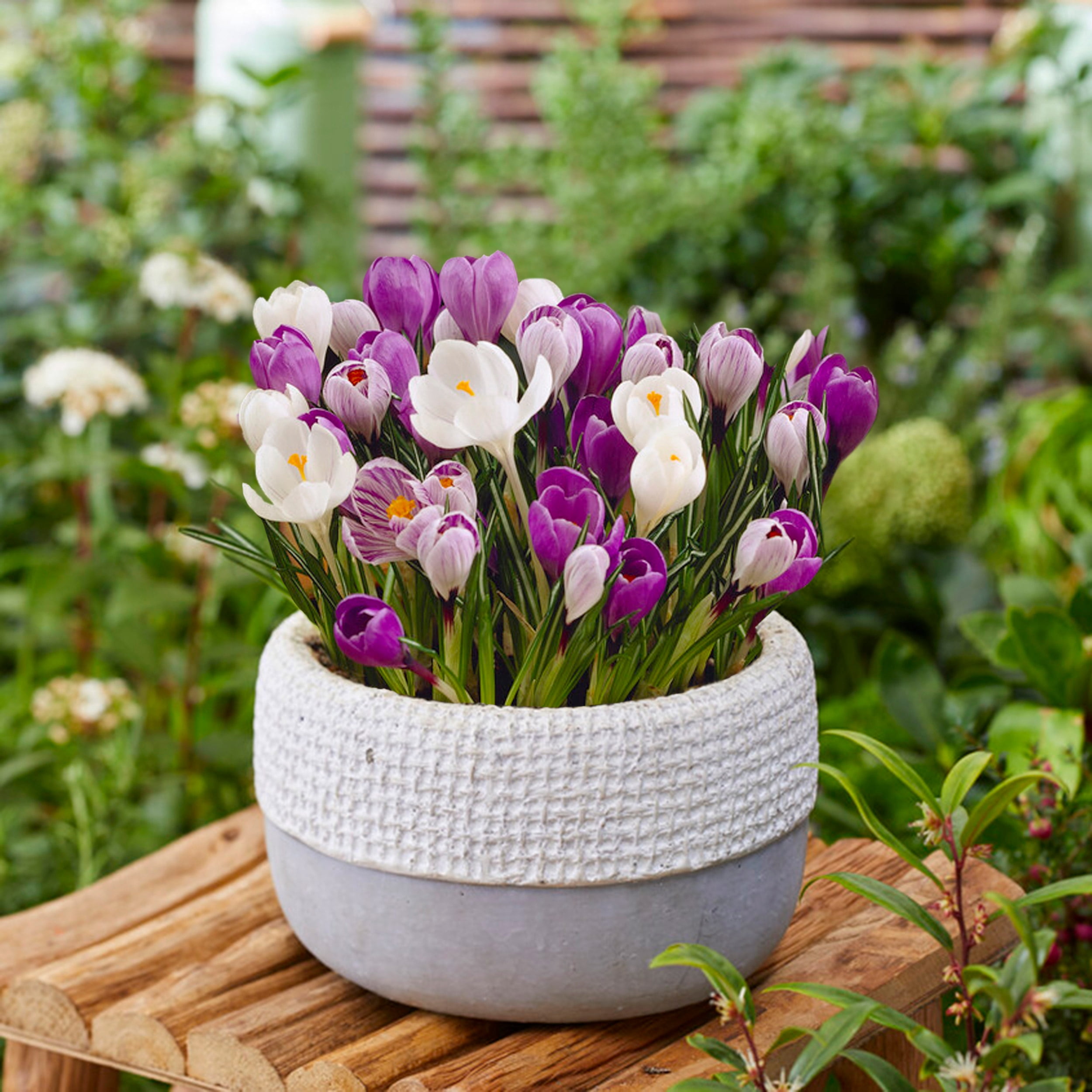 Garden State Bulb Blue Moon Mixed Crocus Flower Bulbs, 8/9cm (Bag of 50)