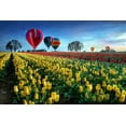 thumbnail image 2 of Lee, William 14x11 Gold Ornate Wood Framed with Double Matting Museum Art Print Titled - Hot Air Balloons Over Tulip Field, 2 of 4