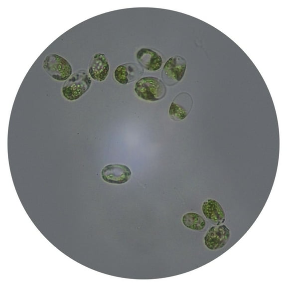 Tetraselmis, Living Green Algae Culture, Sufficient Materials For 30 Students