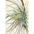 thumbnail image 2 of Mary Vaux Walcott 18x24 Gold Ornate Framed and Double Matted Museum Art Print Titled - Tillandsia. Tillandsia Fasciculata (1925), 2 of 4