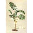 thumbnail image 2 of Van Houtteano. Horto 22x32 White Modern Wood Framed Museum Art Print Titled - Hyophorbe Indica, 2 of 4